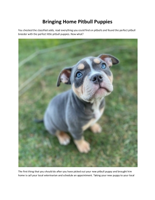 lilac bully puppies for sale