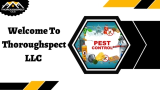 Mice Control Greenwich – Thoroughspect LLC