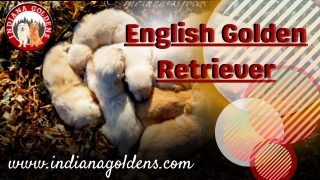 English Golden Retriever available at Indiana Goldens