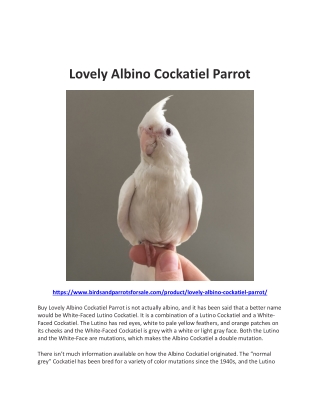 Lovely Albino Cockatiel Parrot