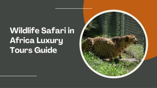 Wildlife Safari in Africa Luxury Tours Guide