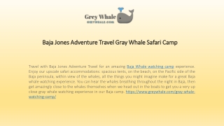 Gray Whale Safari Camp