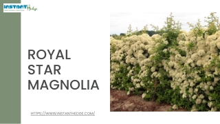 How To Take Care Of Your Plant Royal Star Magnolia