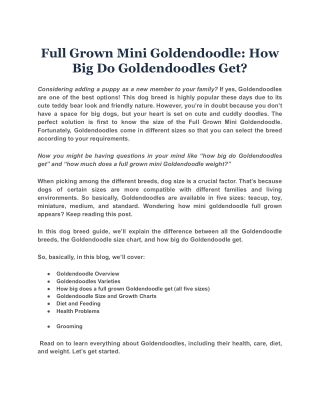 Full Grown Mini Goldendoodle: How Big Do Goldendoodles Get?
