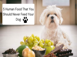 5 Human Food You Should Never Feed Your Dog