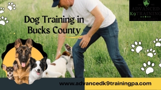 Unlock Your Dog's Potential with Dog Training in Bucks County