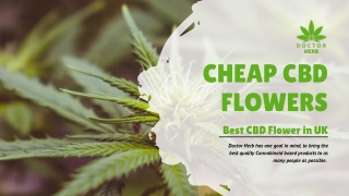 Find Cheap CBD Flowers - Doctor Herb