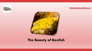 The Beauty of Boxfish