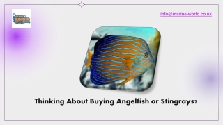 Thinking About Buying Angelfish or Stingrays