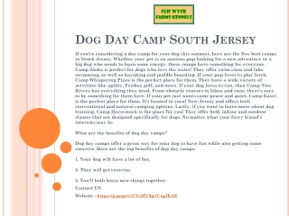 Dog Day Camp South Jersey