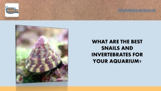 What Are the Best Snails and Invertebrates for Your Aquarium