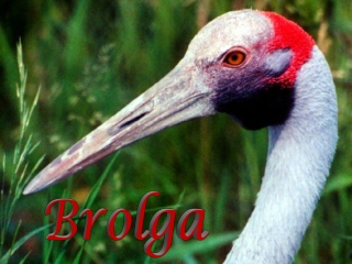 Native compagnons Brolga1