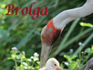 Dreamtime Brolga2