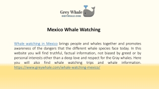 Stunning Mexico Whale Watching Camp