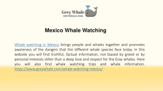 Stunning Mexico Whale Watching Camp