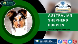 Bringing Home Love and Loyalty- Adopting an Australian Shepherd Puppy