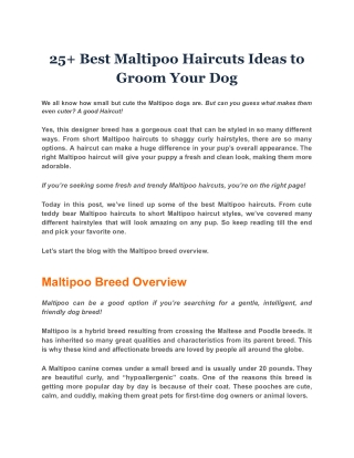 25  Best Maltipoo Haircuts Ideas to Groom Your Dog