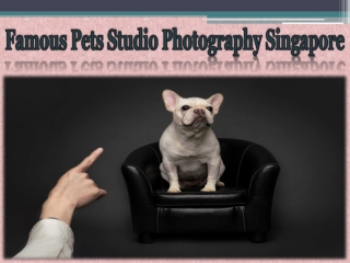 Famous Pets Studio Photography Singapore