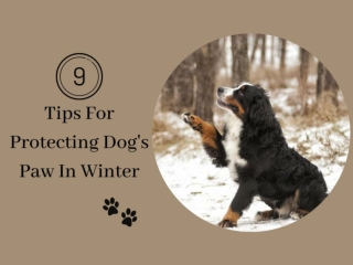 9 Tips For Protecting Your Dog's Paw in Winter