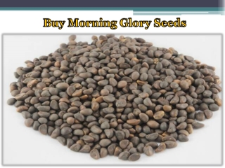 Buy Morning Glory Seeds