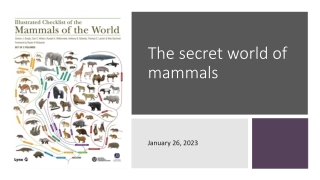 The secret world of mammals