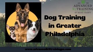 Develop your Dog's Potential with Dog Training in Greater Philadelphia