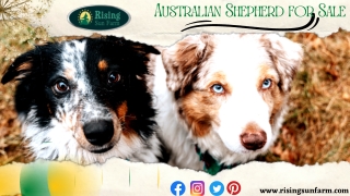 Find Your Perfect Companion - Australian Shepherds for Sale