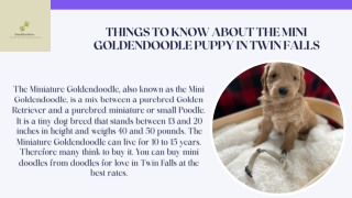 Buy Mini Goldendoodle Puppy in Twin Falls