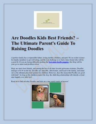 Buy Best Mini Doodle Puppies - Shop Now