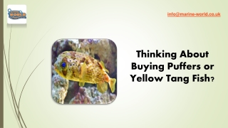 Thinking About Buying Puffers or Yellow Tang Fish