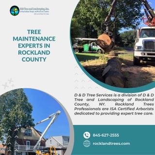 Tree Maintenance Experts in Rockland County