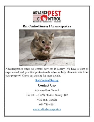 Rat Control Surrey  Advancepest.ca