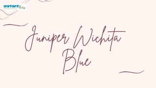 Brief About Juniper Wichita Blue
