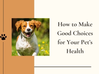 Good Choices You Should Make For your Pet