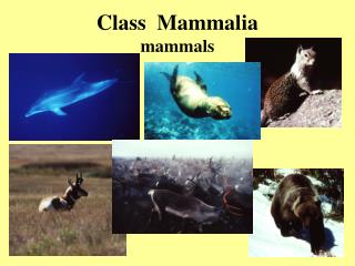 PPT - Class Mammalia mammals PowerPoint Presentation, free download