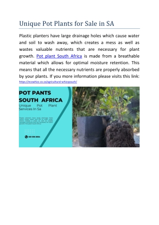 Unique Pot Plants for Sale in SA