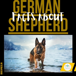 How to Train a German Shepherd to Herd
