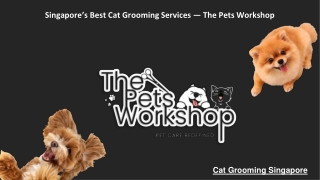 Singapore’s Best Cat Grooming Services — The Pets Workshop