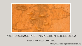 Termite Treatment Adelaide | Precision Pest Control in Australia