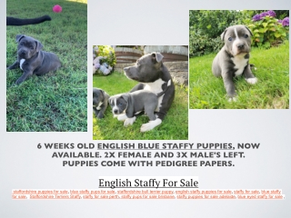 English Staffy For Sale | englishstaffieshomeaustralia.su