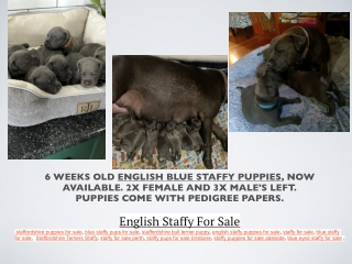 PureBred Staffordshire Bull Terrier For Sale | Brisbane Australia