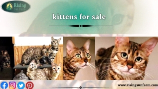 Let's get the best companion with kittens for sale