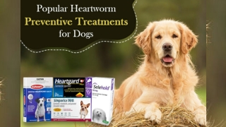 4 Popular Heartworm Preventive Treatments for Dogs