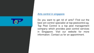 Ants Control in Singapore