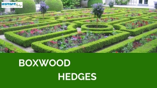 Everything You Need To Need To Know About Boxwood Hedges