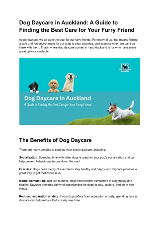 Dog Daycare in Auckland_ A Guide to Finding the Best Care for Your Furry Friend