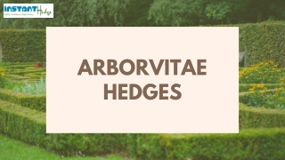 A Glimpse About Arborvitae Hedges