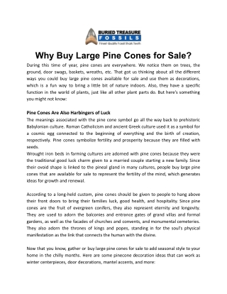 Why Buy Large Pine Cones for Sale_