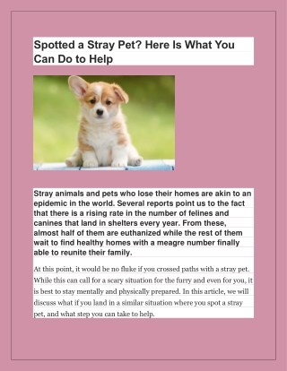Spotted a Stray Pet? Here Is What You Can Do to Help