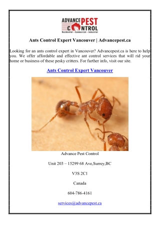 Ants Control Expert Vancouver Advancepest.ca